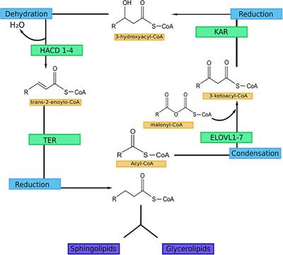 Alterations of Ultra Long-Chain Fatty Acids in Hereditary Skin Diseases—Review Article